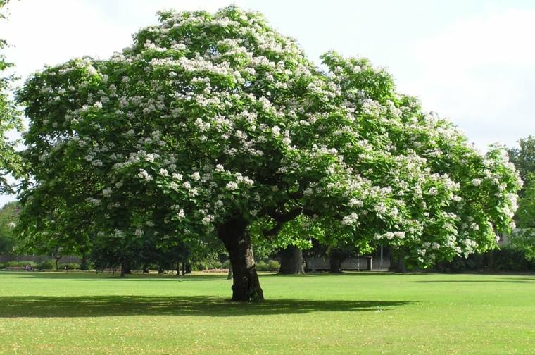 fast-growing trees idea garden landscaping catalpa