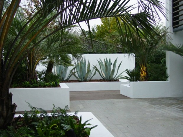 architectural garden concrete planted cactus palm trees