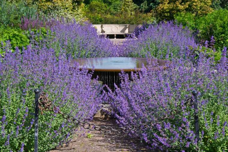 garden with pond and lavender