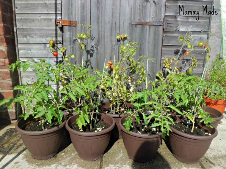 garden-balcony-garden-tomatoes