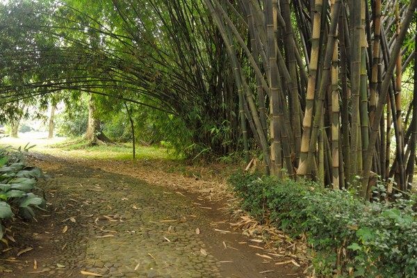 Botanical Garden Bogor Java