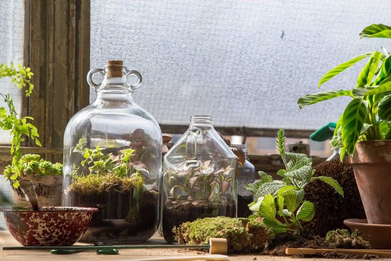 garden in bottle idea terrarium interior appart plants