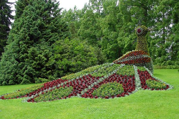 coline garden with peacock