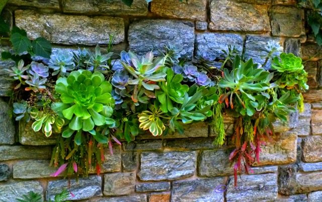 garden wall texture