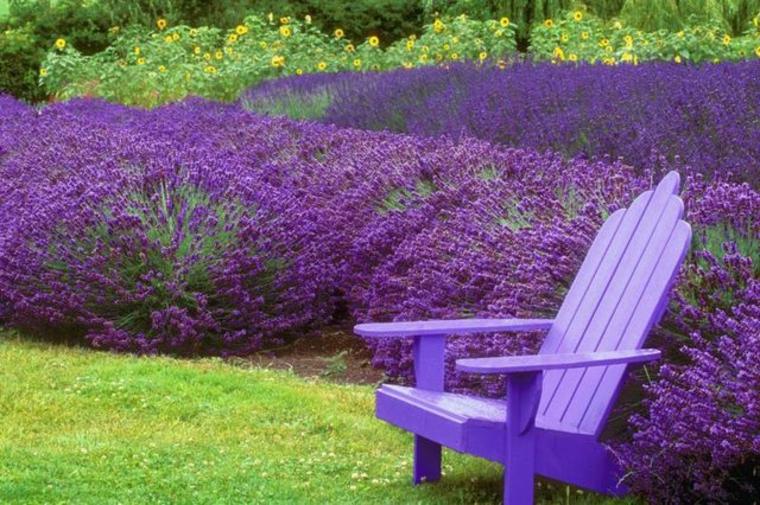 lavender garden matching bench