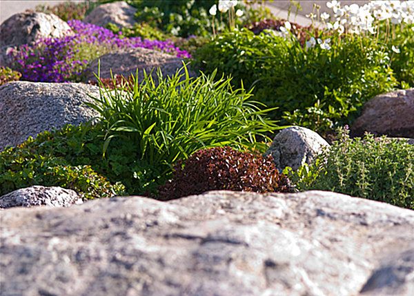 alpine plants rock garden