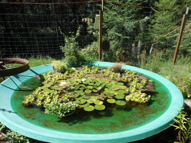 garden of'eau peu couteux avec des nénuphars