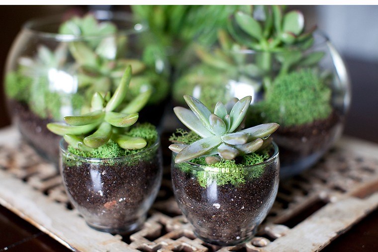 green plant succulent plant idea terrarium glass