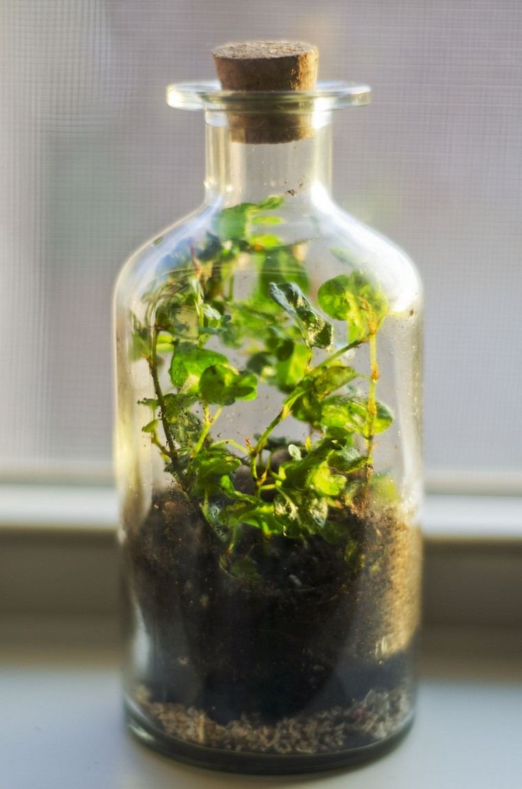 garden in bottle idea diy