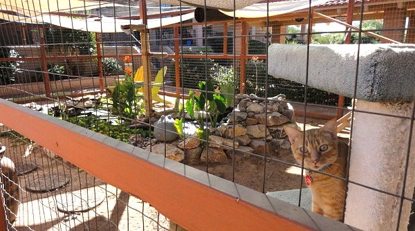 outdoor garden for cats