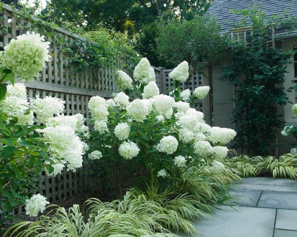 garden flowers turf