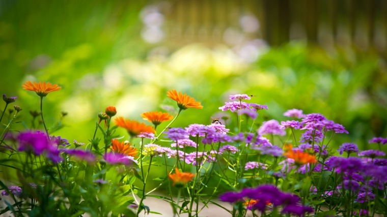 flowering plants outdoors garden idea