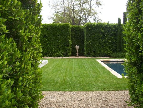 trimmed hedge garden