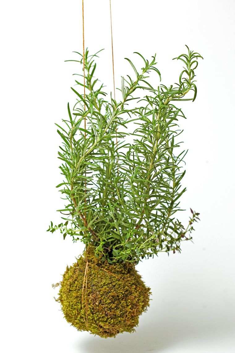 Kokedama Garden Cultivate Fresh Herbs House