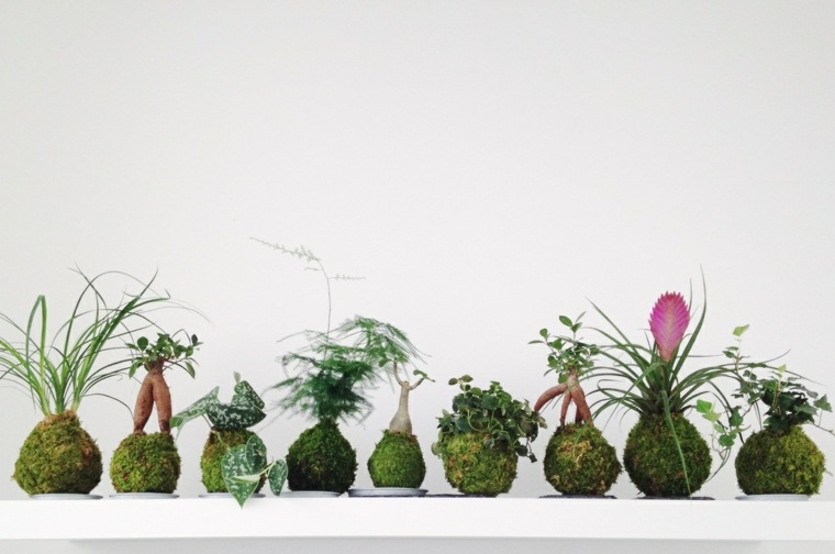 Kokedama Idea Plant Inredning Skum