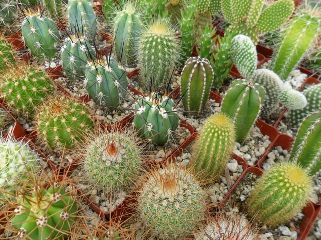 garden small size cactus