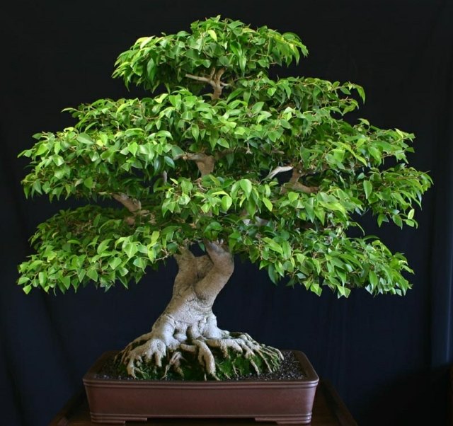 small ficus bonsai garden