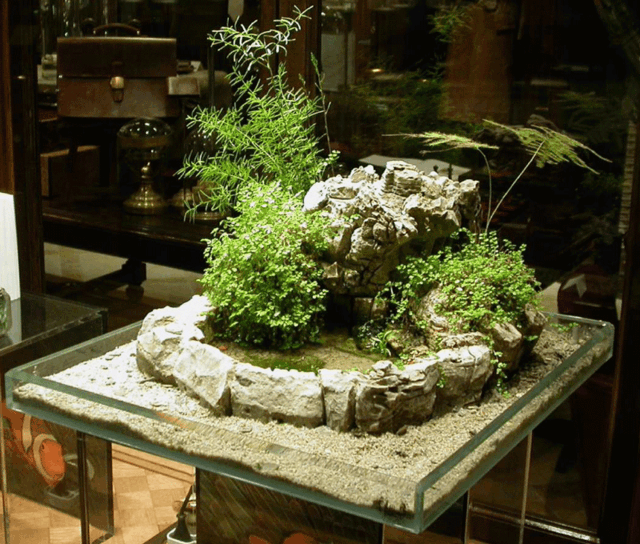 miniature garden stone plants