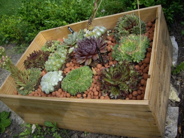 garden succulent plants different