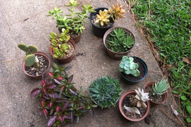 miniature garden succulent plants cactus