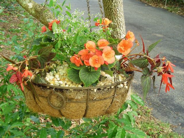 suspended miniature garden