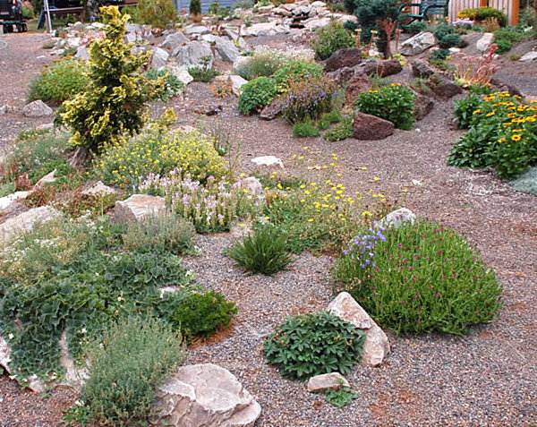 garden stones gravel alpine plants