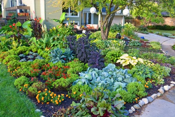 garden plants in front of house