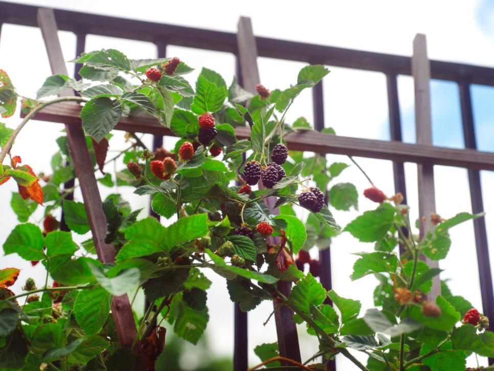 strawberries balcony cultivate idea terrace landscaping wood walls