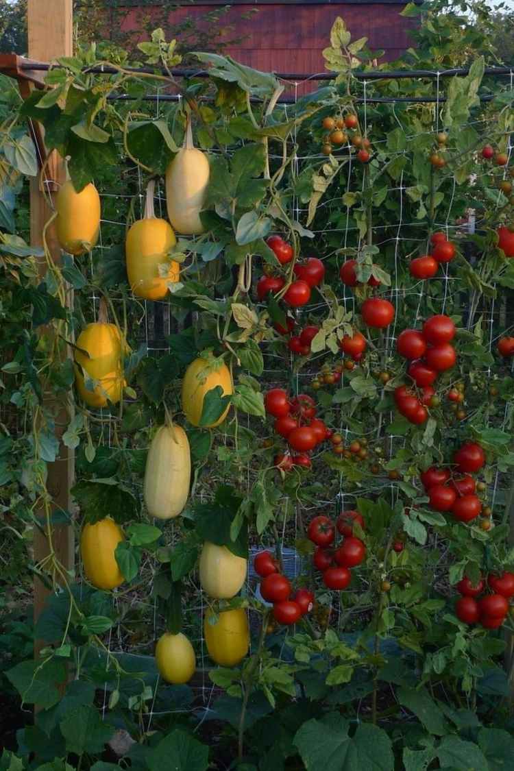 garden hanging vegetables idea