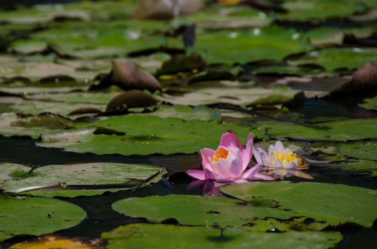 water gardens idea green plants outdoors