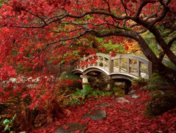 japanese gardens red tree bridge