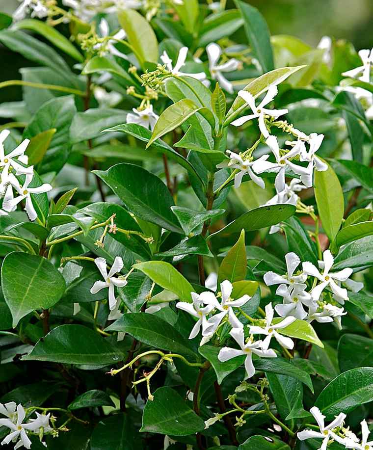 jasmine climbing arbor plant shading