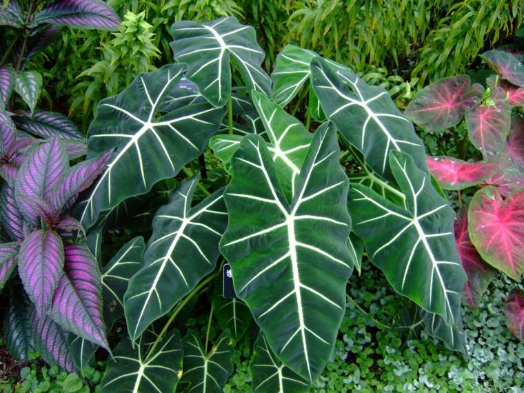 tumbuhan hijau'intérieur appart alocasia