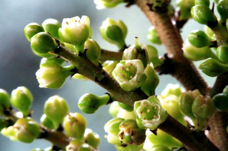 Tumbuhan hijau'intérieur Pentamerous Corynocarpus Laevigatus