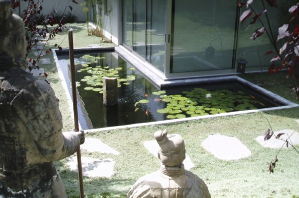 garden house water lily pond koi