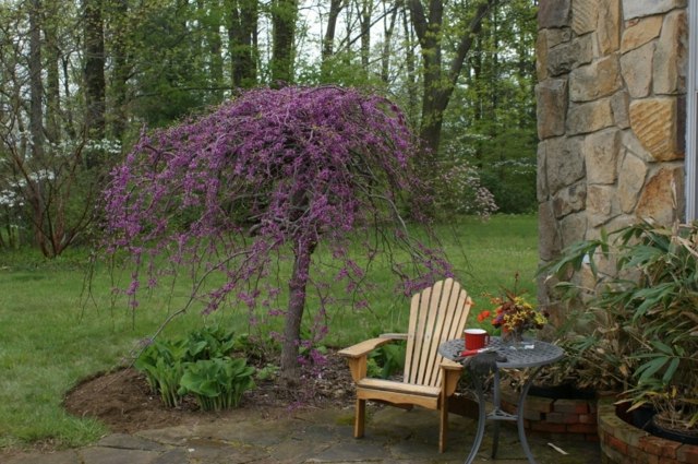 weeping lavender small tree for garden price idea