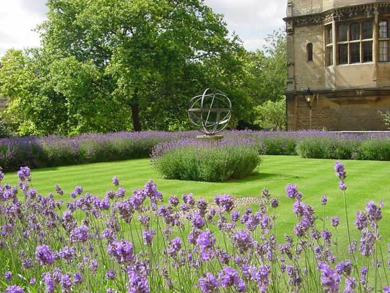 lavender grown in trinity college