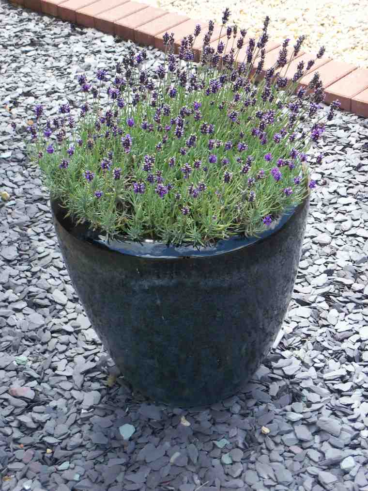 lavender grown in garden pot