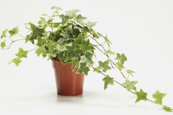 ivy indoor plant depolluting