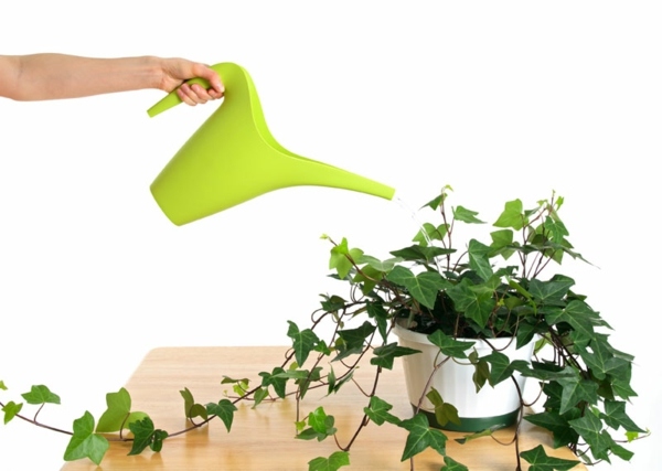 ivy plants depolluting idea