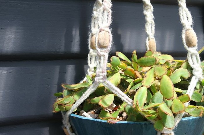 pots in macrame flower suspension