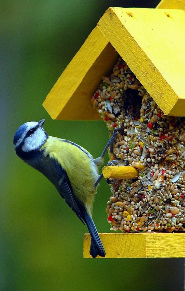 house-a-bird-a-do-it-yourself garden