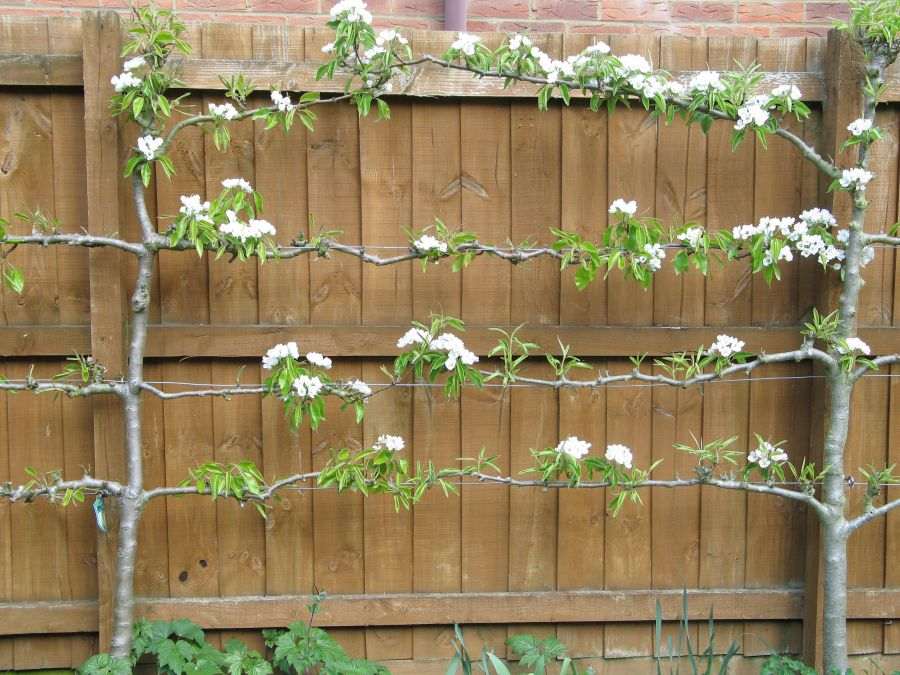 house deco flowers tree green white