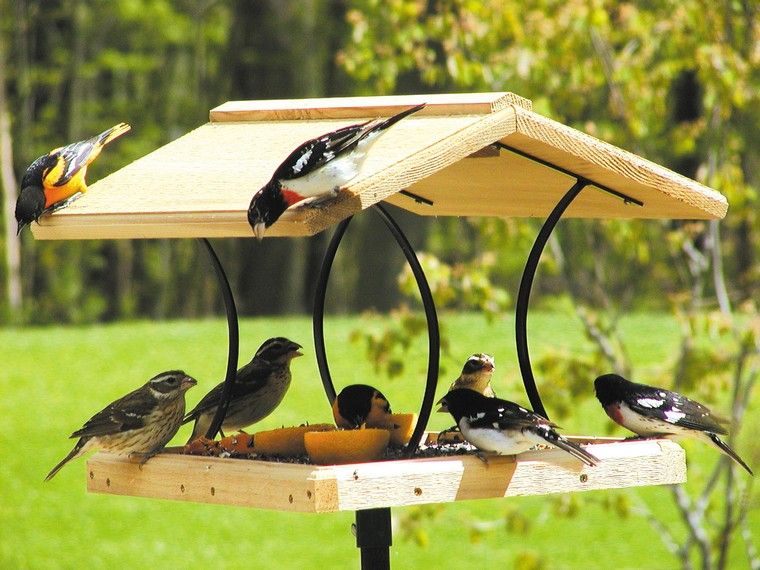 Bird house to make oneself garden wood