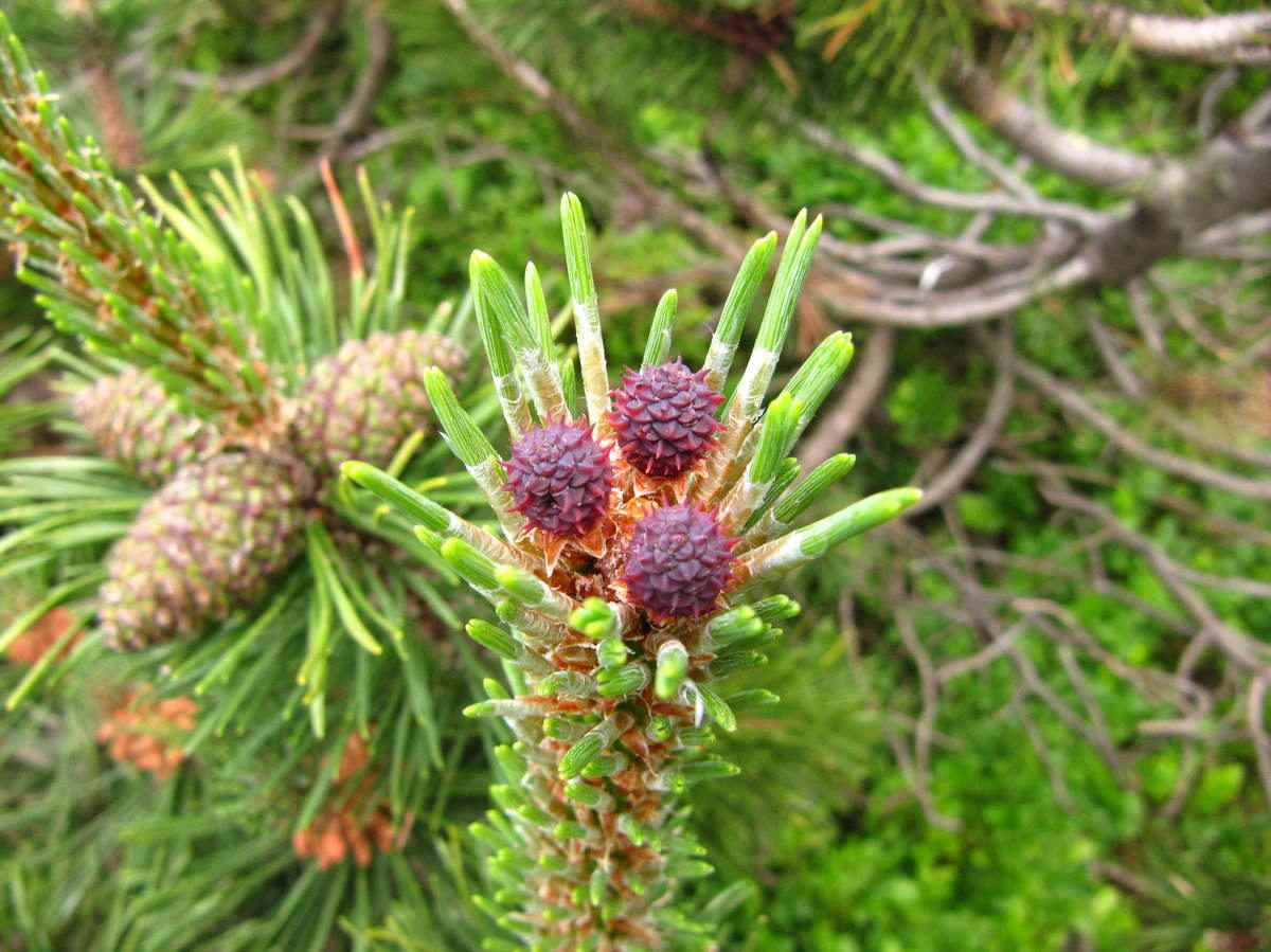 male-female-apple-of-pine-cone