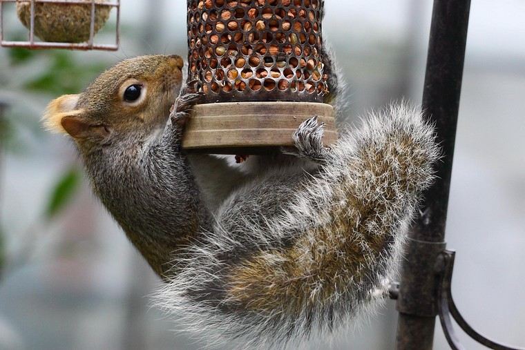 manger for squirrel nut garden idea