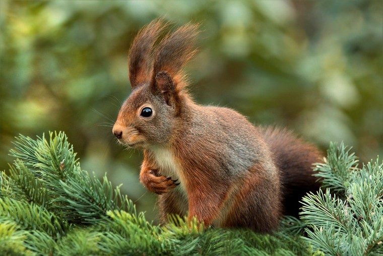 squirrel manger garden diy idea