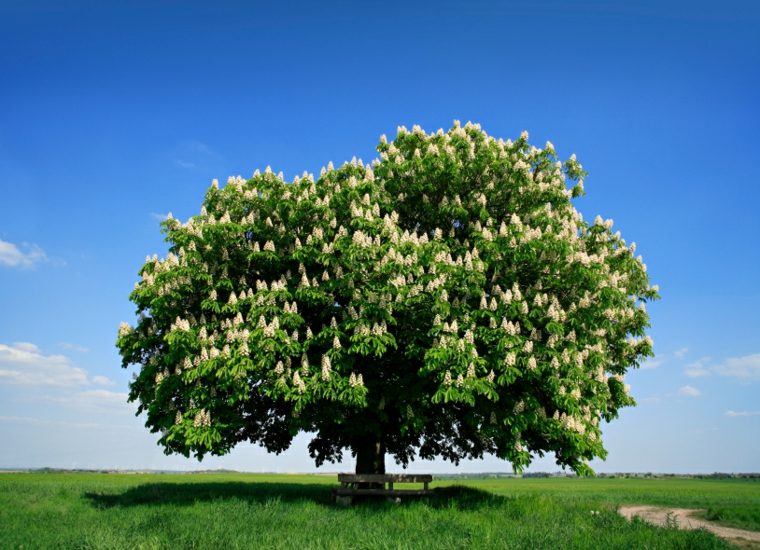 chestnut blooming pretty garden tree idea evergreen flowers