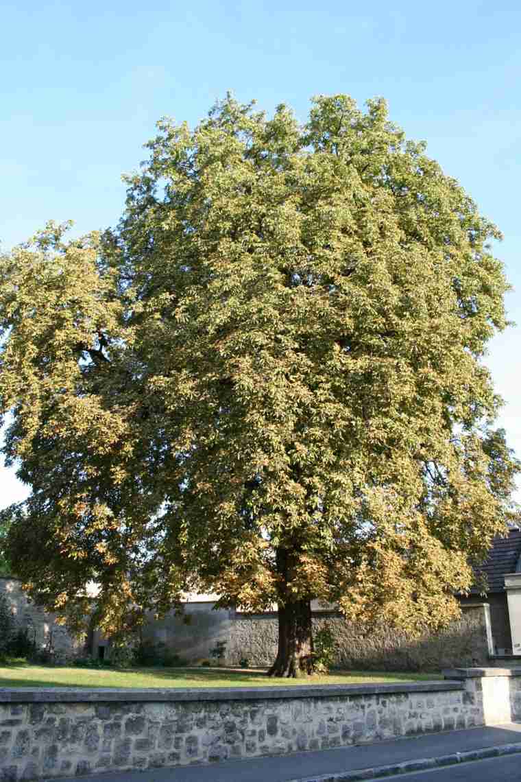 chestnut garden planting a evergreen tree