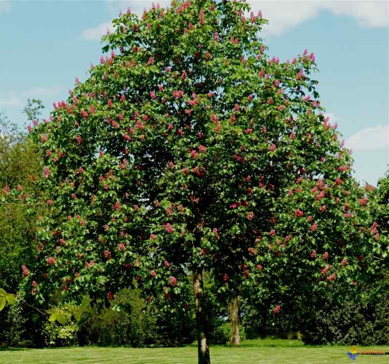 flowering tree garden chestnut foliage